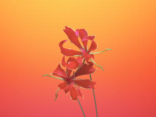 iOS 11 Flower Gloriosa wallpaper