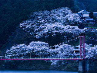 japan, bridge, sakura wallpaper