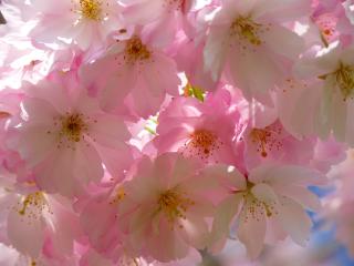 japanese cherry, flowers, flowering wallpaper