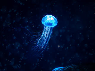 Jellyfish 4k wallpaper