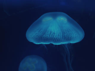 jellyfish, close-up, surface Wallpaper