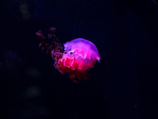 jellyfish, glow, phosphorus Wallpaper