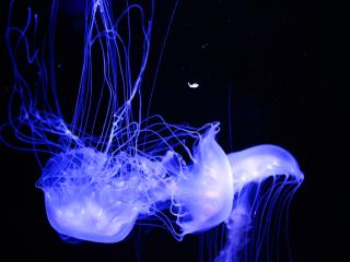 jellyfish, glowing, phosphorus Wallpaper