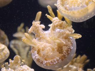 jellyfish, ocean, underwater world wallpaper