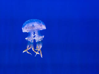 jellyfish, tentacles, swim Wallpaper