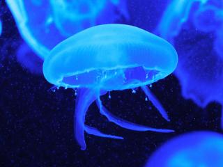 jellyfish, tentacles, underwater world Wallpaper