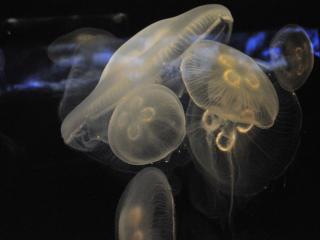 jellyfish, underwater, close-up wallpaper