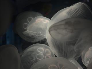 jellyfish, underwater, sea wallpaper