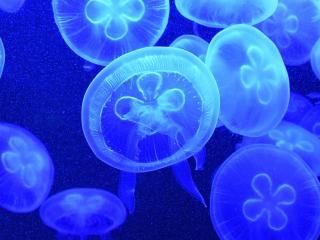 jellyfish, underwater, swim wallpaper