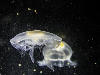 jellyfish, underwater, tentacle Wallpaper