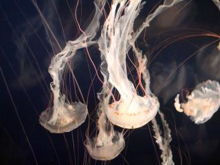 jellyfish, underwater, tentacles wallpaper