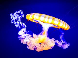 jellyfish, underwater, tentacles Wallpaper