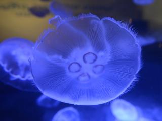 jellyfish, underwater world, close-up Wallpaper