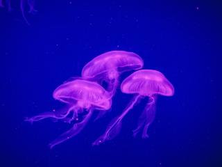 jellyfish, underwater world, phosphorus Wallpaper