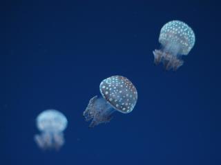 jellyfish, underwater world, spots Wallpaper