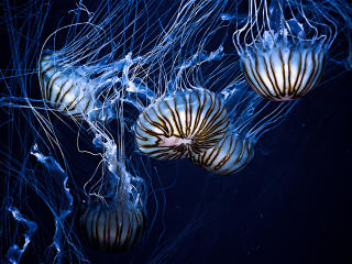 jellyfish, underwater world, stripes Wallpaper