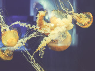 jellyfish, underwater world, swim wallpaper