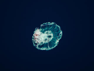 jellyfish, underwater world, tentacles Wallpaper