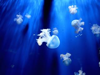 jellyfish, underwater world, tentacles wallpaper
