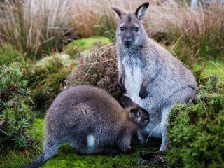kangaroo, baby, grass wallpaper