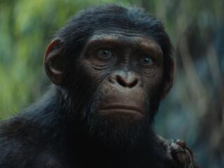 Kingdom of the Planet Movie  Ape wallpaper