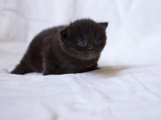 kitten, black, fluffy wallpaper