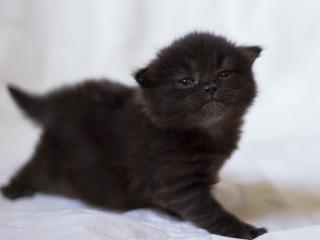 kitten, black, photo shoot wallpaper