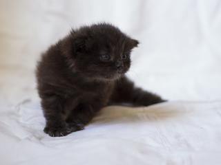 kitten, fluffy, look wallpaper