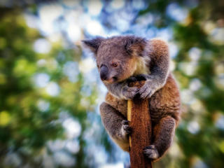 koala, blur, beast wallpaper