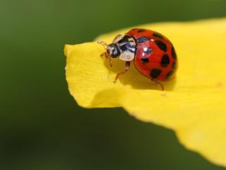 ladybug, insect, leaf wallpaper