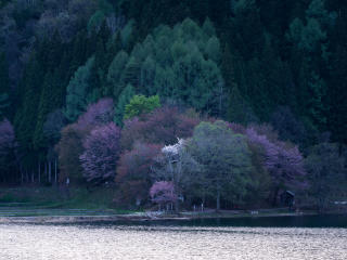lake, trees, flowering wallpaper