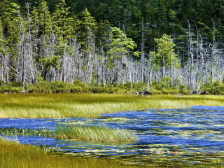 lake, trees, grass wallpaper