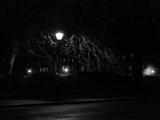lantern, night, tree wallpaper
