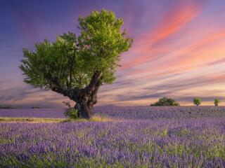Lavender 5K Photography wallpaper