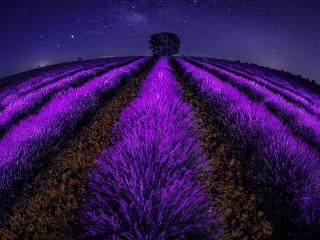 Lavender Field at Night wallpaper