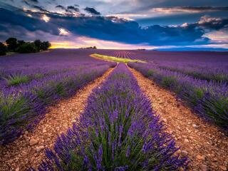 Lavender Field HD Sunset wallpaper