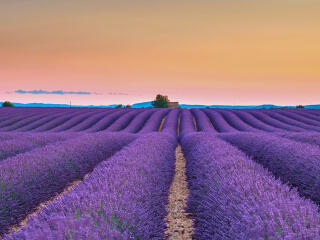 Lavender fields on the Valensole Plateau France wallpaper