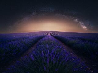 Lavender HD Night Photography Wallpaper