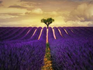 Lavender Purple Flower Field HD wallpaper