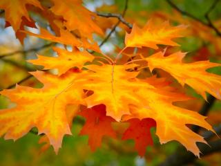 leaf, autumn, maple wallpaper