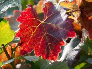 leaf, autumn, vines wallpaper