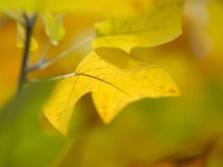 leaf, close-up, yellow wallpaper