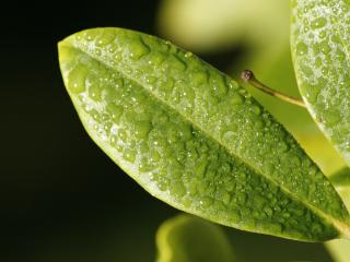leaf, drop, dew wallpaper