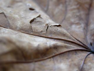 leaf, dry, hole wallpaper