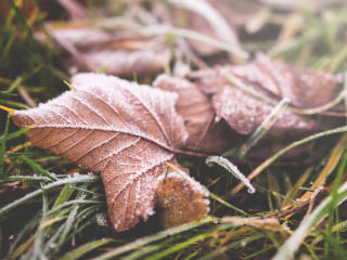 leaf, fall, frost Wallpaper