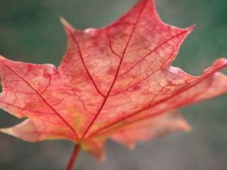 leaf, maple, autumn wallpaper