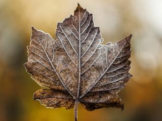 leaf, maple, dry wallpaper