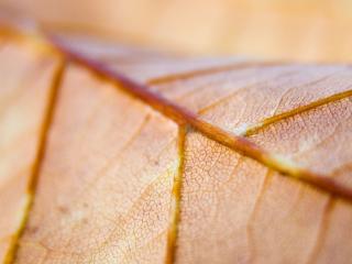 leaf, veins, macro wallpaper