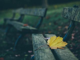 leaves, autumn, bench Wallpaper
