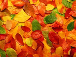 leaves, autumn, dry wallpaper